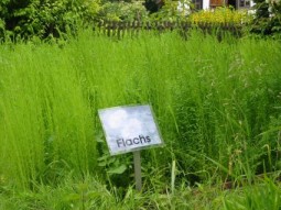 Flachs